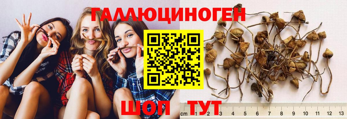 Качканар  купить наркотик  Вход с VPN  Псилоцибиновые грибы Cubensis 